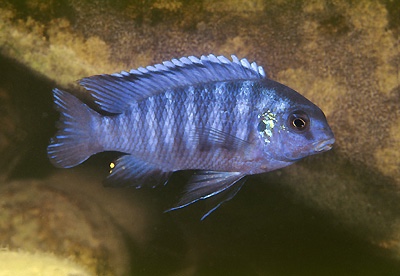 Tropheops sp. 'maleri blue' Nakantenga Island